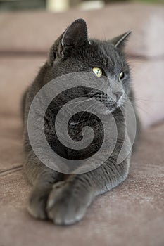 A charming picture of a British or Russian blue shorthair gray cat