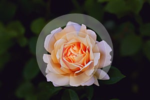 Charming pink blooming rose on the bush