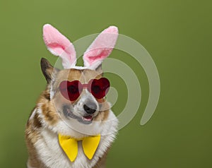 Charming portrait of a cheerful pembroke corgi dog in pink Easter bunny ears and heart glasses on a green isolated background