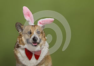 Charming portrait of a corgi pembroke dog in pink easter bunny ears on a green isolated background
