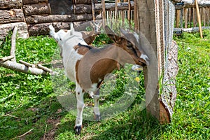 Cutty dwarf goat with funny attitudes photo