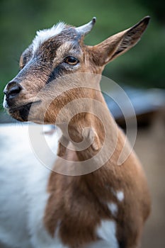 Dwarf goat in the nature photo
