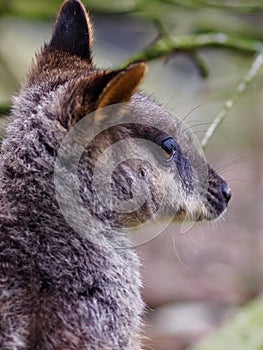 Charming pretty Brush-tailed Rock-Wallaby.