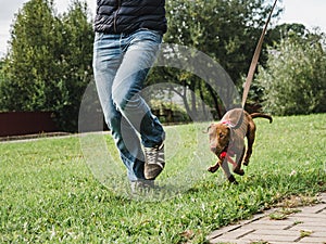 Cute puppy on a morning run with his owner