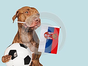 Okouzlující štěně, držící státní vlajku Slovenska