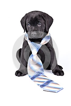 Charming puppy labrador in a necktie