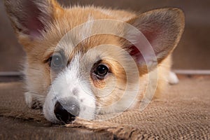 Charming puppy Welsh corgi Pembroke lies and looks at the camera