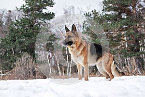 Charming purebred dog on background of green coniferous trees, horizontal picture. Beautiful young girl dog breed German Shepherd