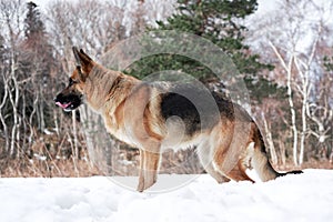 Charming purebred dog on background of green coniferous trees, horizontal picture. Beautiful young girl dog breed German Shepherd