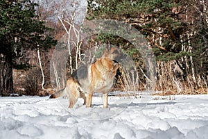 Charming purebred dog on background of green coniferous trees, horizontal picture. Beautiful young girl dog breed German Shepherd