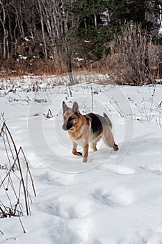 Charming purebred dog on background of green coniferous trees, vertical picture. Beautiful young girl dog breed German Shepherd