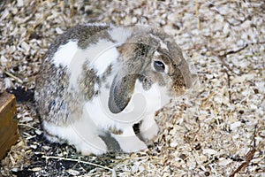 Charming rabbit in the contact zoo