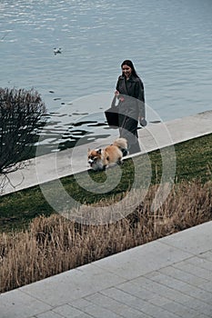 Charming red fluffy Welsh corgi Pembroke is like a fox. A young pretty Caucasian woman walks with her dog along the Sava