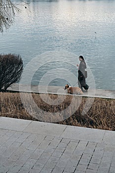 Charming red fluffy Welsh corgi Pembroke is like a fox. A young pretty Caucasian woman walks with her dog along the Sava