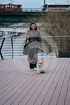 Charming red fluffy Welsh corgi Pembroke is like a fox. A young pretty Caucasian woman walks with her dog along the Sava