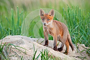 Charming red fox cub standing on a sandy hill near burrow and looking