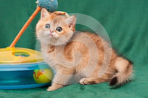 Charming redhead British kitten sitting next to a cat toy