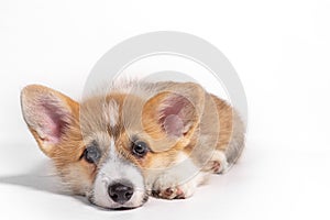 Charming sad puppy Welsh Corgi Pembroke lies and looks at the camera. isolated on a white background