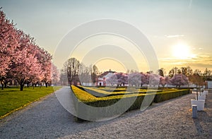 Charming Sakura at sunset in a Trojan palace