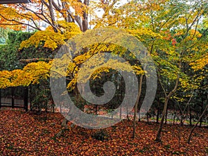 Charming scene of colorful yellow maple trees in japanese temple garden for background