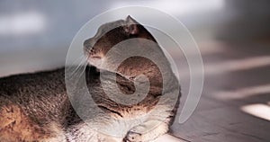 Charming Scottish fold cat with yellow eyes in the rays of the sun