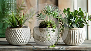 A charming set of pinchpot planters each showcasing a unique shape and adorned with a simple yet elegant handetched