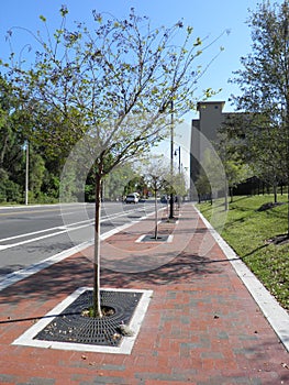 Charming sidewalk with small trees on the way