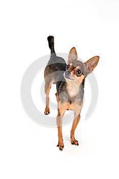 Charming sleek-haired russian toy-terrier.