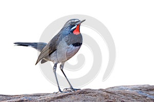 charming slim bird standing on vocano rock isolated on white background, male of chinese rubythroat