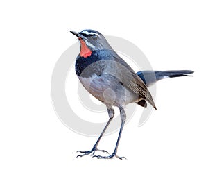 charming slim bird standing on vocano rock isolated on white background, male of chinese rubythroat