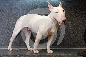 A charming smiling white bull terrier. Minobul, miniature bull terrier