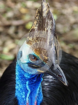 Charming Southern Cassowary.