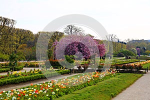 The charming spring flowers in Jardin des Plantes in Paris