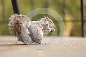 Charming squirrel eats nuts. Picture of an animal in the park. Gray mammal in its habitat. Wildlife photography. Green background