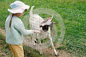 A charming sweet girl feeds a goat on a children`s farm through a fence-lattice. A kind little child feeds a goat at the zoo