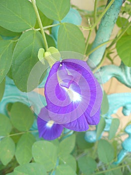 charming teleng flower