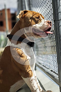 A charming and tender pitbul smiling