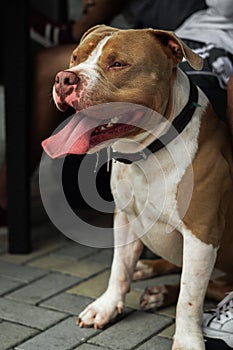 A charming and tender pitbul smiling