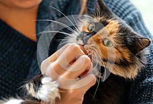 Charming three-color young cat playing with hand of her mistress. Selective focus on cat muzzle.