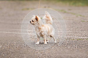 Charming toy dog that will fit in pocket or bag. Long haired fluffy white Chihuahua dog stands in stand at dog show and poses