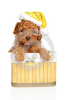 Charming toy poodle puppy in Christmas hat