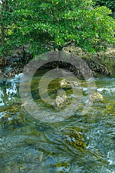 A charming transparent river in the mangrove forest