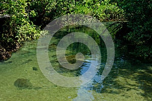 A charming transparent river in the mangrove forest