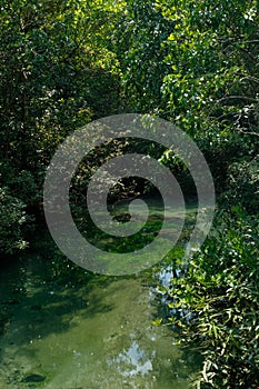 A charming transparent river in the mangrove forest