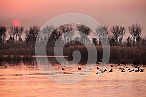 Charming view of the wetlands under the setting sun..