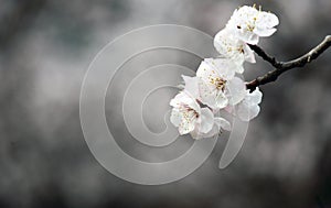 Charming white apricot flowers are in full bloom.