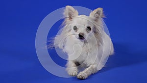 Charming white chihuahua posing in the studio on a blue background. The pet lies, looks at the camera, licks its lips