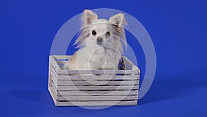 Charming white chihuahua posing in the studio on a blue background. The pet sits in a wooden box and licks its lips