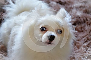 Charming white German Dwarf Spitz dog with blue eyes lying on the rug photo
