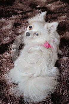 Charming white haired German Spitz with blue eyes on brown carpet photo